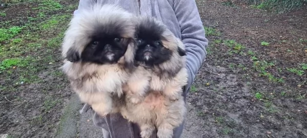 Cuccioli di pechinese in cerca di una famiglia amorevole e per sempre