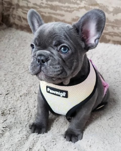Splendidi Cuccioli di Bulldog Francese Cresciuti con Cura