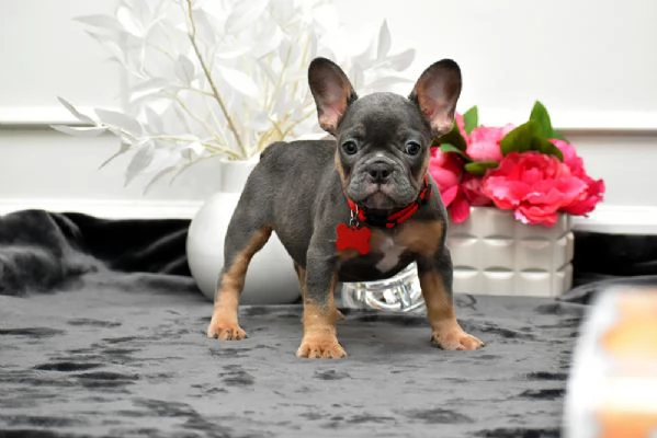 Adorabili Bulldog Francesi  Maschi e Femmine Disponibili