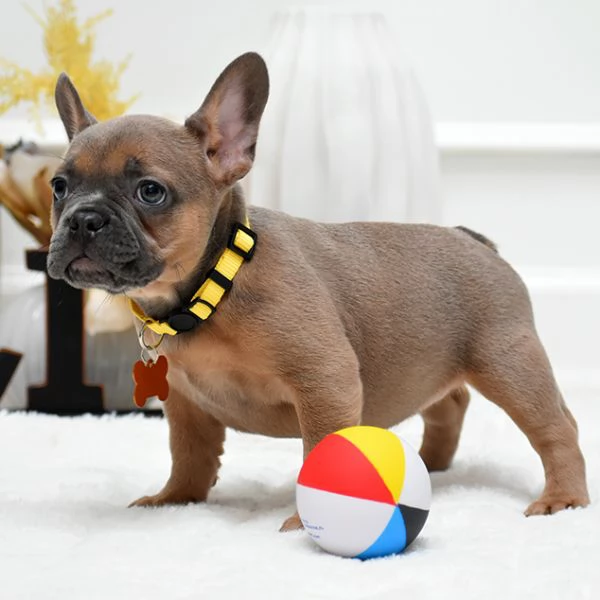 Cuccioli di Bulldog Francese Sani e Ben Socializzati