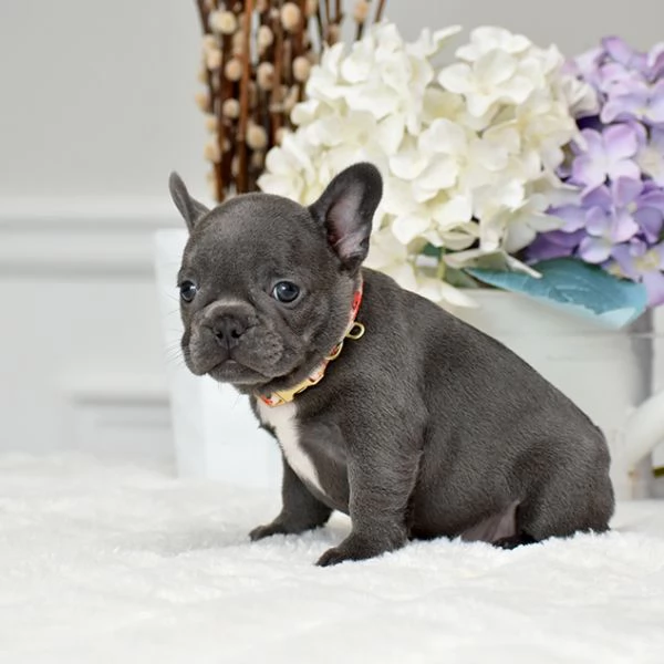 Dolcissimi Cuccioli di Bulldog Francese di 3 Mesi | Foto 0