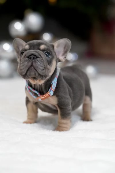 Cuccioli di Bulldog Francese Sani e Ben Socializzati | Foto 0