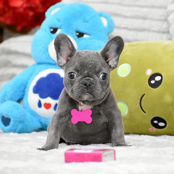 Bulldog Francese Cuccioli Amore Gioia e Compagnia