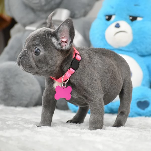 Bulldog Francese Cuccioli Amore Gioia e Compagnia | Foto 0