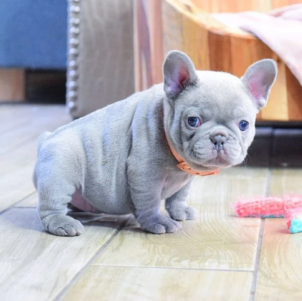 Splendidi Cuccioli di Bulldog Francese Cresciuti con Cura