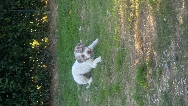 Cerco una Lagotta per farla accoppiare con il mio lagotto 