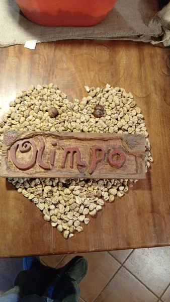 Cerco una Lagotta per farla accoppiare con il mio lagotto  | Foto 4