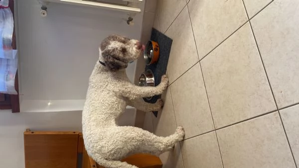 Cerco una Lagotta per farla accoppiare con il mio lagotto  | Foto 2