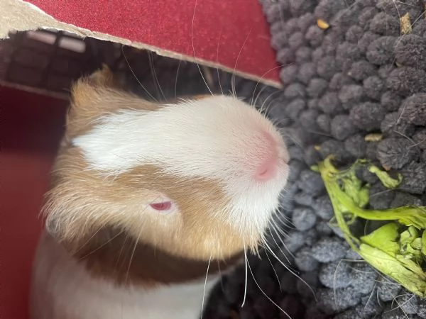 Vendo due Porcellini DIndia 