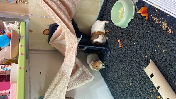 Vendo due Porcellini DIndia  | Foto 4