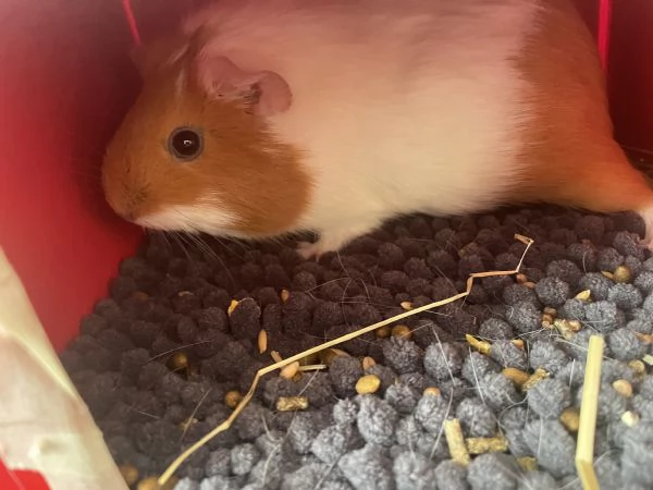 Vendo due Porcellini DIndia  | Foto 3