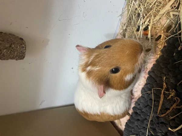 Vendo due Porcellini DIndia  | Foto 2