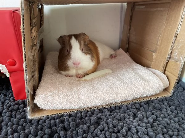 Vendo due Porcellini DIndia  | Foto 1