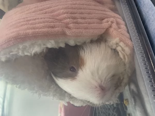 Vendo due Porcellini DIndia  | Foto 0