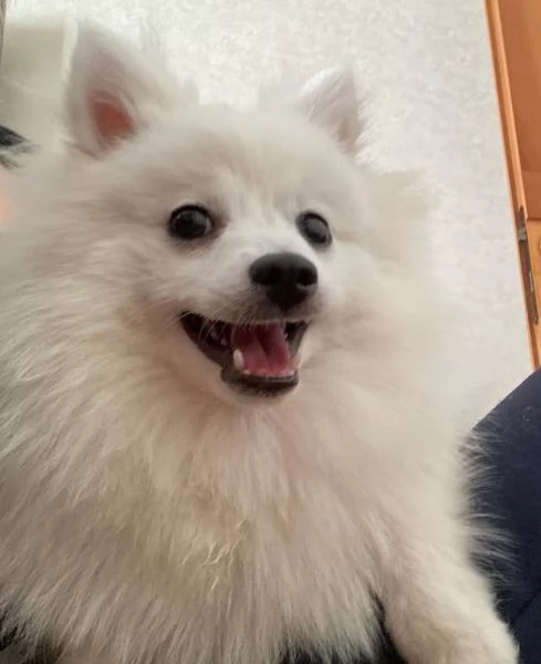 Cani di razza piccola taglia