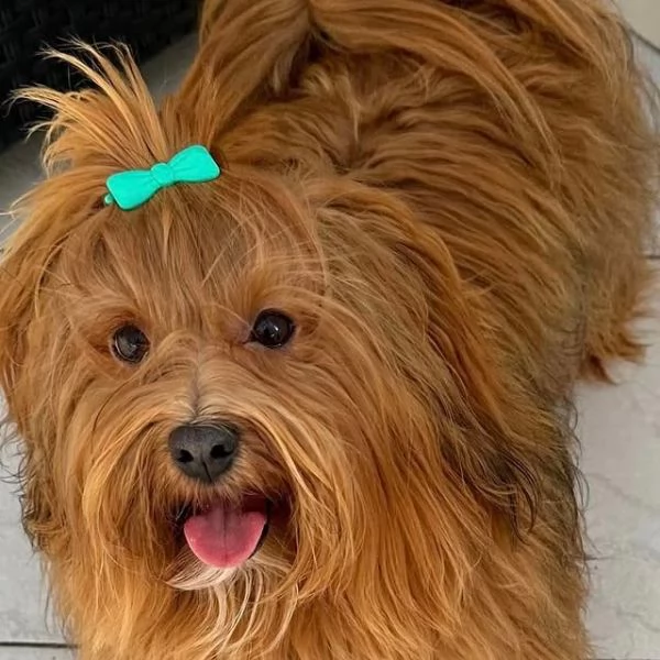 Cani di razza piccola taglia | Foto 3