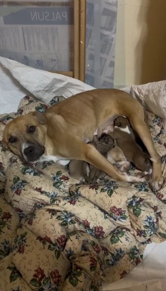 Cuccioli di cane in regalo 
