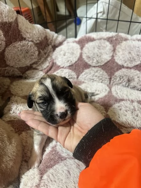 Cuccioli di cane in regalo  | Foto 3