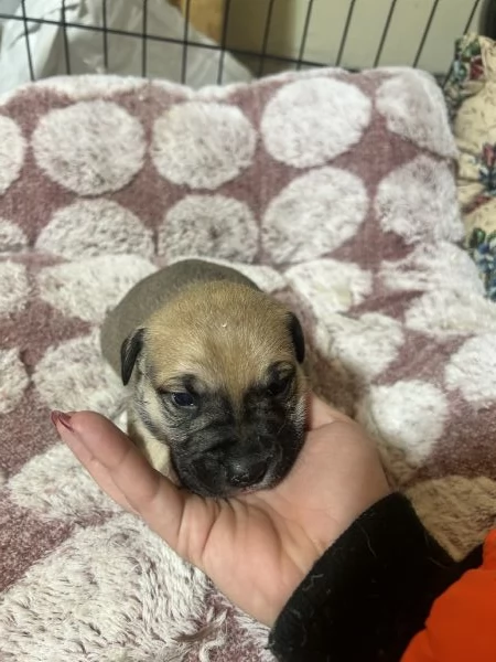 Cuccioli di cane in regalo  | Foto 2