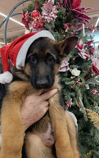Cucciolo di Pastore Tedesco 