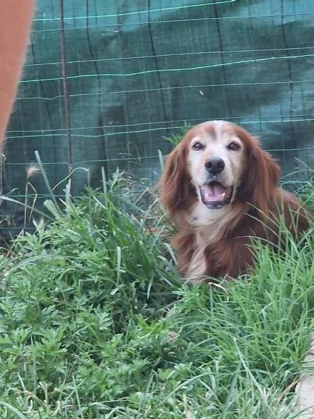 Cuccioli di Setter Irlandesi | Foto 4