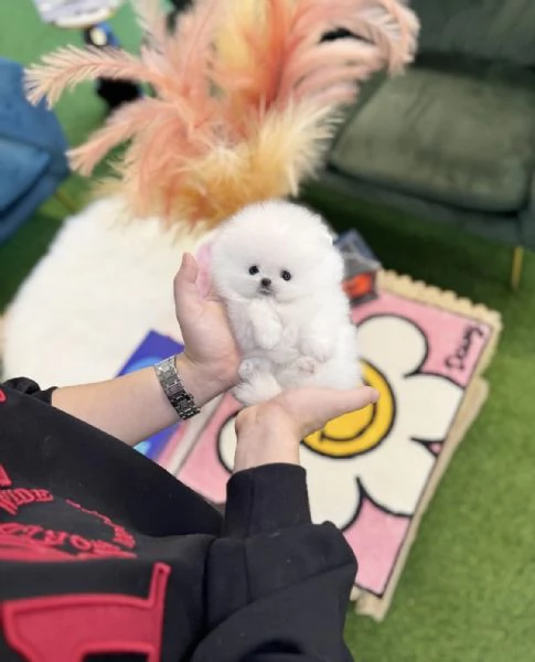 Cucciolo di Pomerania Toy in miniatura con soffice pelliccia pronto per una casa buona amorevole e  | Foto 1