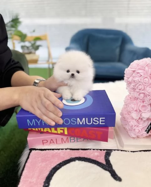 Cucciolo di Pomerania Toy in miniatura con soffice pelliccia pronto per una casa buona amorevole e  | Foto 0