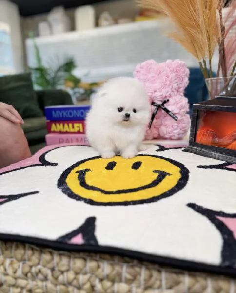 Cucciolo di Pomerania Toy in miniatura con soffice pelliccia pronto per una casa buona amorevole e 