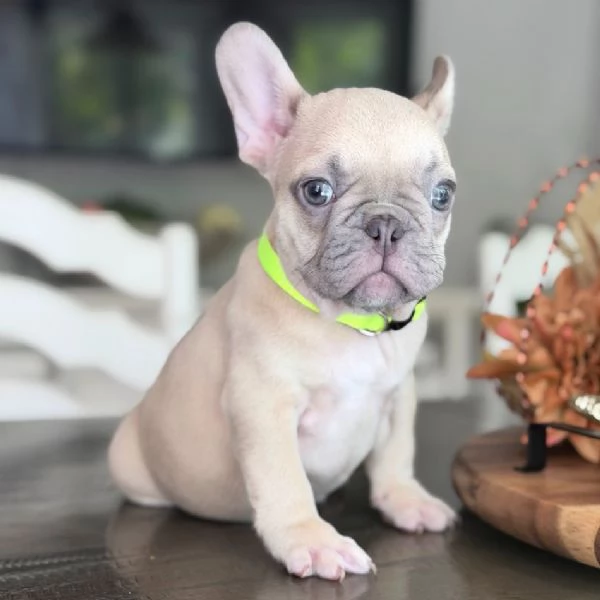 Bulldog Francese Cuccioli Affettuosi Pronti per la Nuova Famiglia