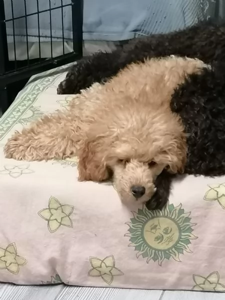 Cuccioli di barbone nano  | Foto 0