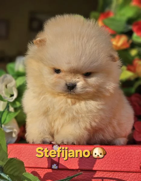 Cuccioli di Pomeranian Boo | Foto 3