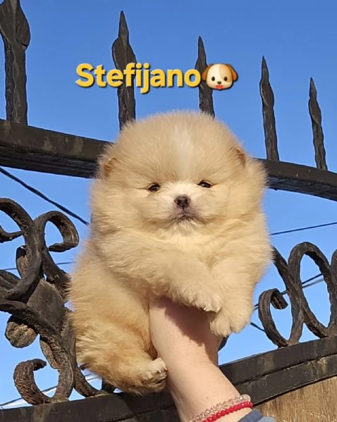 Cuccioli di Pomeranian Boo | Foto 2