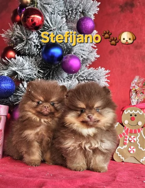 Cuccioli di Pomeranian Boo