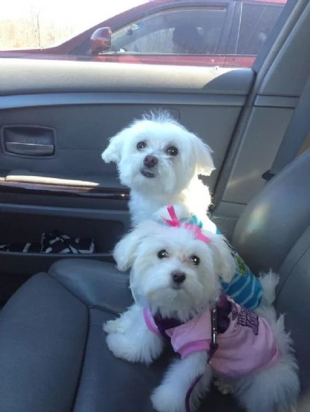 2 cuccioli di maltese in adozione | Foto 1