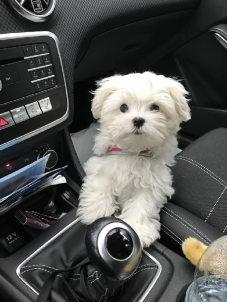 2 cuccioli di maltese in adozione | Foto 0