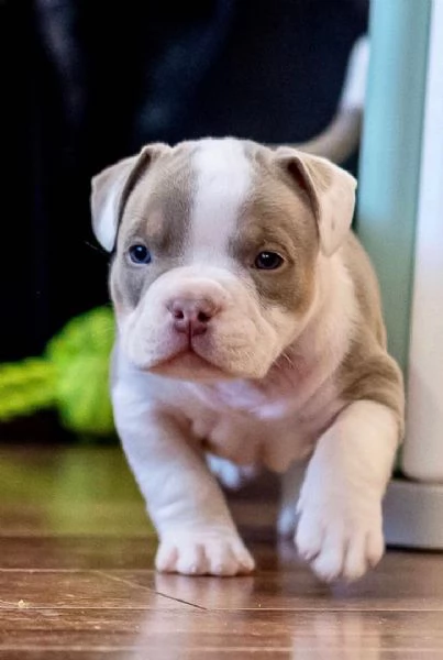 Cuccioli di pitbull disponibili per ladozionem | Foto 0