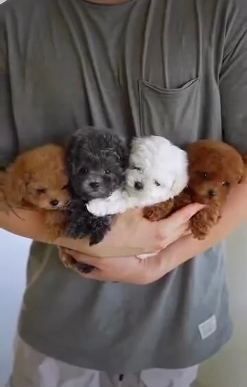 Cuccioli di barboncino toy disponibili per ladozione