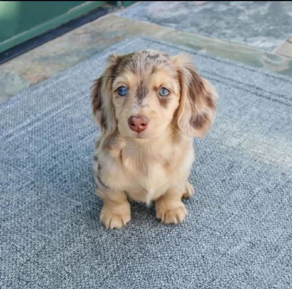 Cucciolo di bassotto disponibile per ladozione