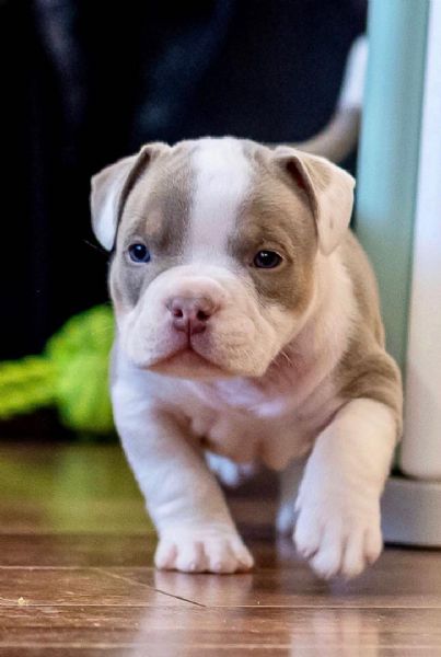 Cuccioli di pitbull disponibili per ladozione | Foto 0