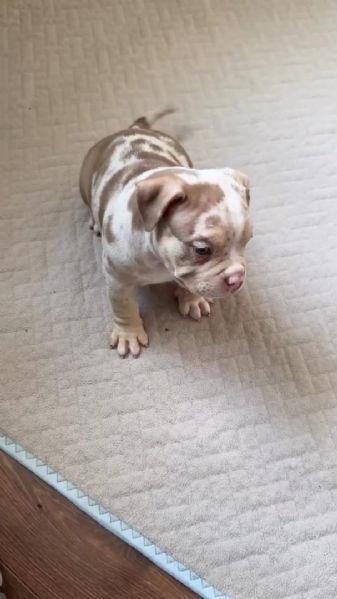 Cuccioli di pitbull disponibili per ladozione