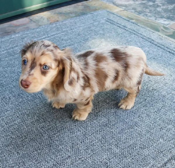 Cucciolo di bassotto disponibile per ladozione