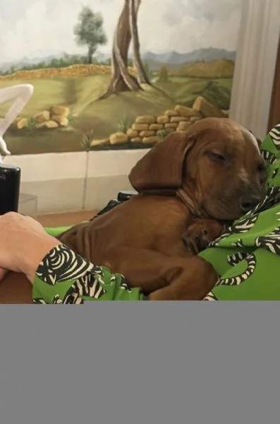 Adorabili cuccioli di Rhodesian Ridgeback  | Foto 0