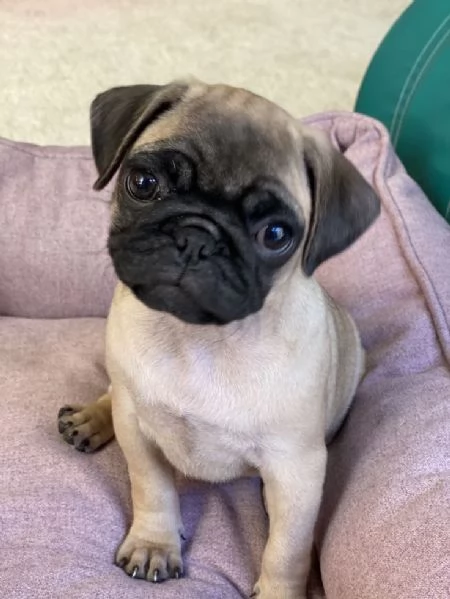 Bellissimi cuccioli di carlino maschi e femmine 