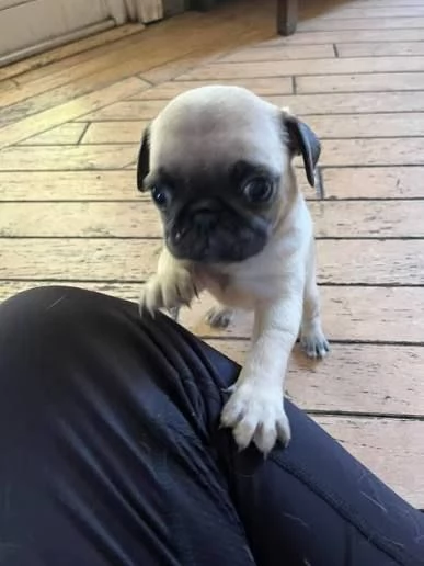 Cuccioli di Carlino in Adozione  | Foto 0