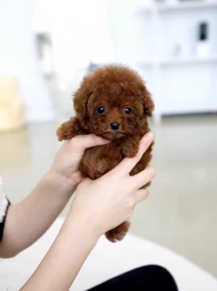    CUCCIOLO BARBONCINO TOY