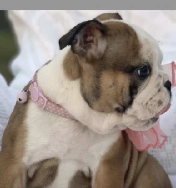     BULLDOG INGLESE | Foto 0
