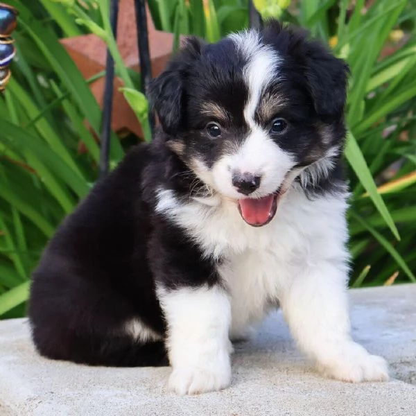 Australian Shepherd cuccioli maschio e femmina | Foto 0