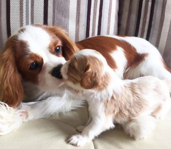 Cavalier King Charles cuccioli maschio e femmina