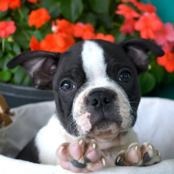 Boston terrier cuccioli maschio e femmina