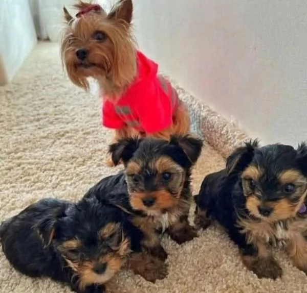 Yorkshire Terrier cuccioli maschio e femmina